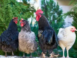 Descubre cómo se reproducen los gallos y las gallinas todo lo que necesitas saber