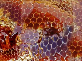 Descubre los beneficios y contraindicaciones de la miel de brezo guía completa