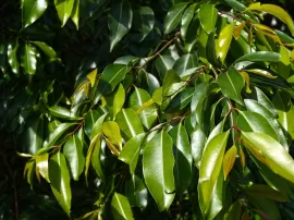Descubre la efectividad de la esencia de árbol de té de Mercadona