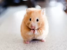 Encuentra la mejor jaula para tu hamster en Carrefour