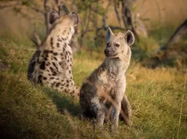 Descubre qué comen las hienas y conoce más sobre su alimentación