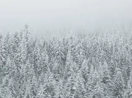 Tips para podar en invierno y cuidar tus árboles correctamente