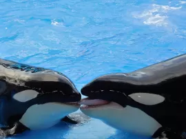 Comparativa de peso Ballenas vs Orcas Quién es más pesado